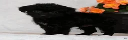 Yorkiepoo dogs for sale: Fidget Special Needs - Ad 6