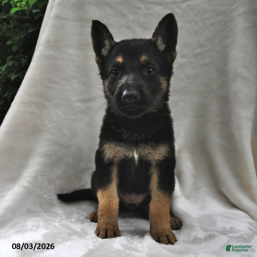 German Shepherd dogs Ember - Ad 2