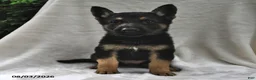 German Shepherd dogs for sale: Ember - Ad 2