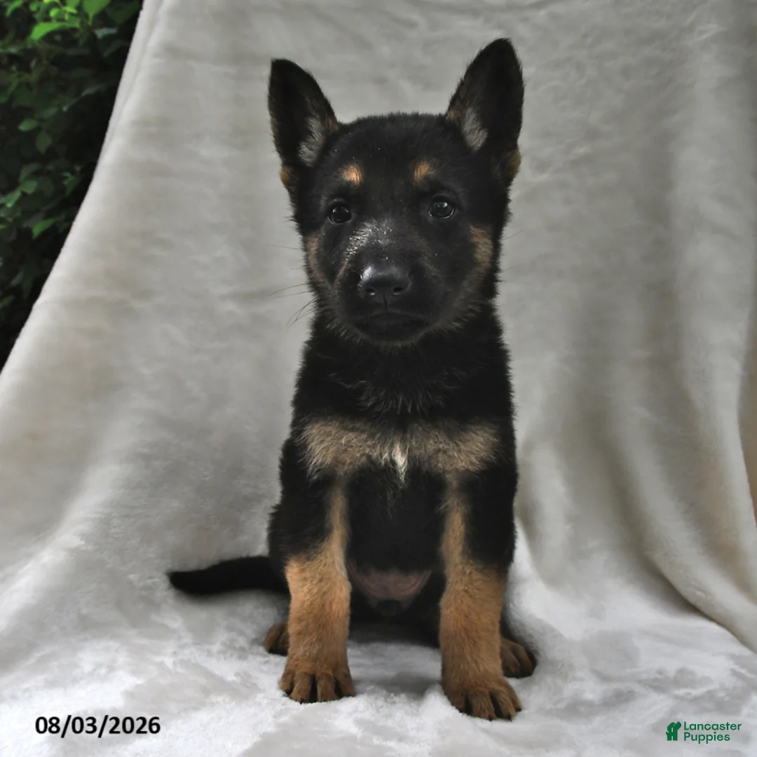 German Shepherd dogs for sale: Ember - Ad 2