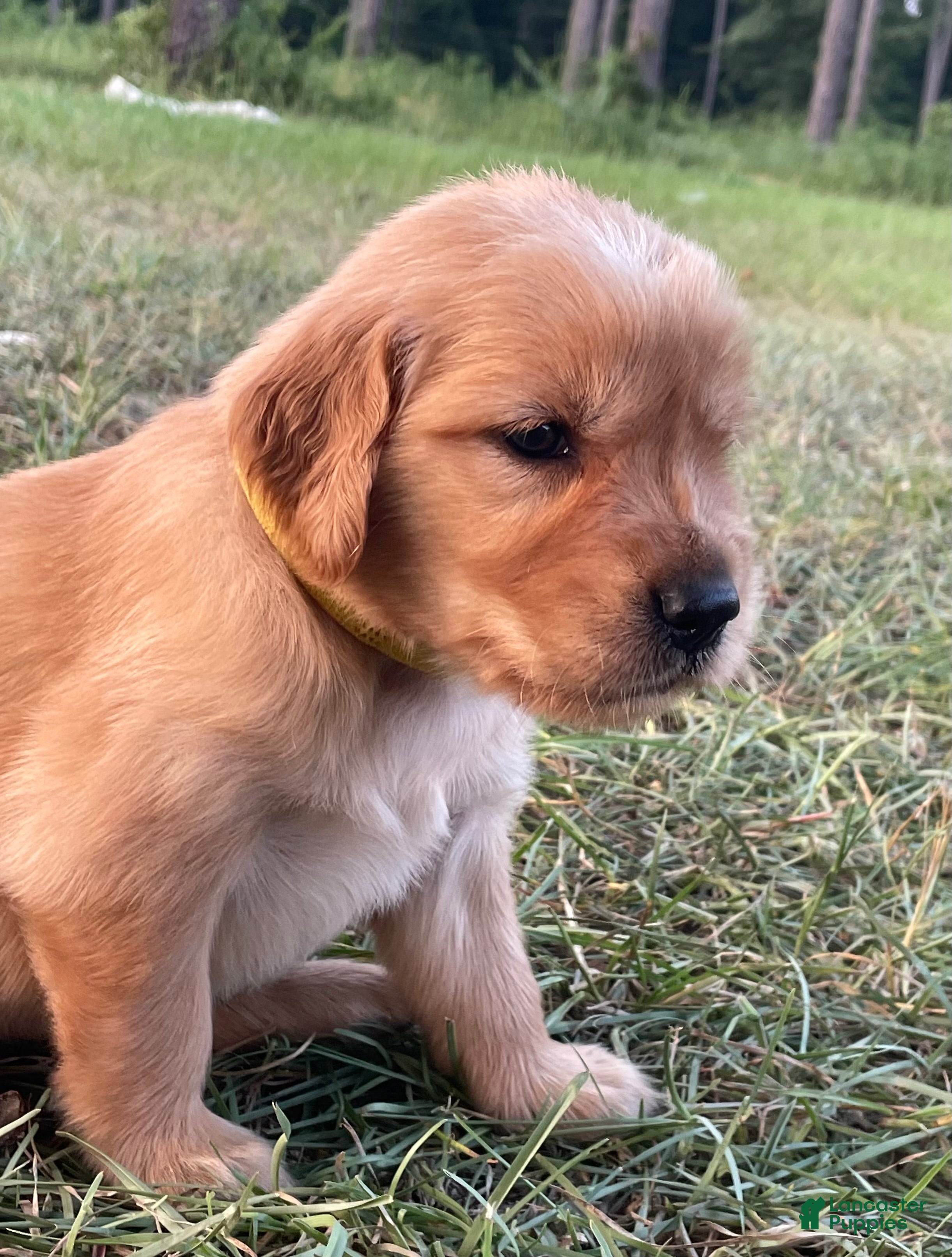 Golden Retriever dogs Golden Retriever 4 - Ad 4