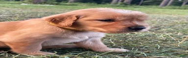 Golden Retriever 4