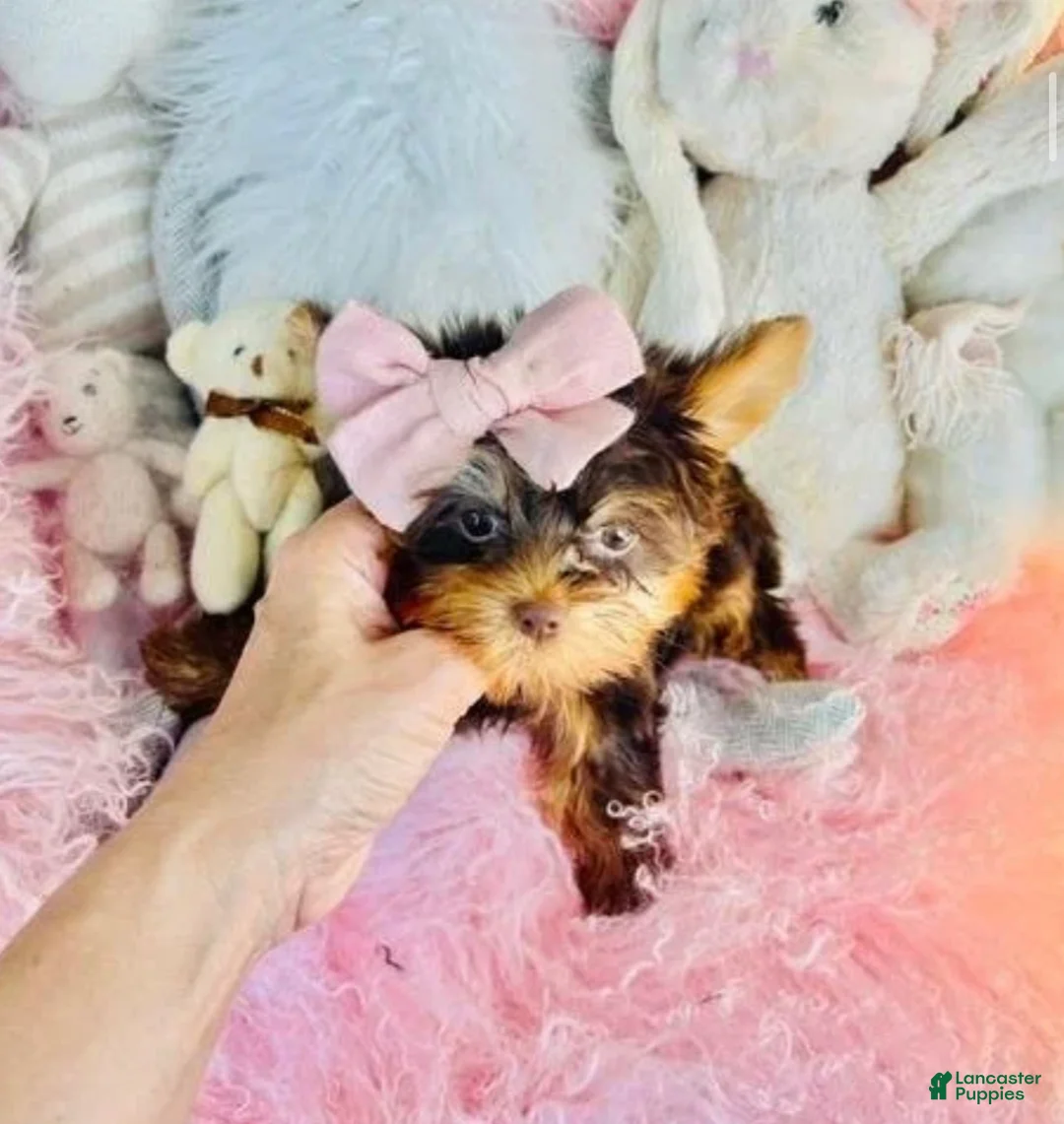 Yorkshire Terrier dogs for sale: Teacup chocolate Yorkshire Terrier 1 - Ad 3