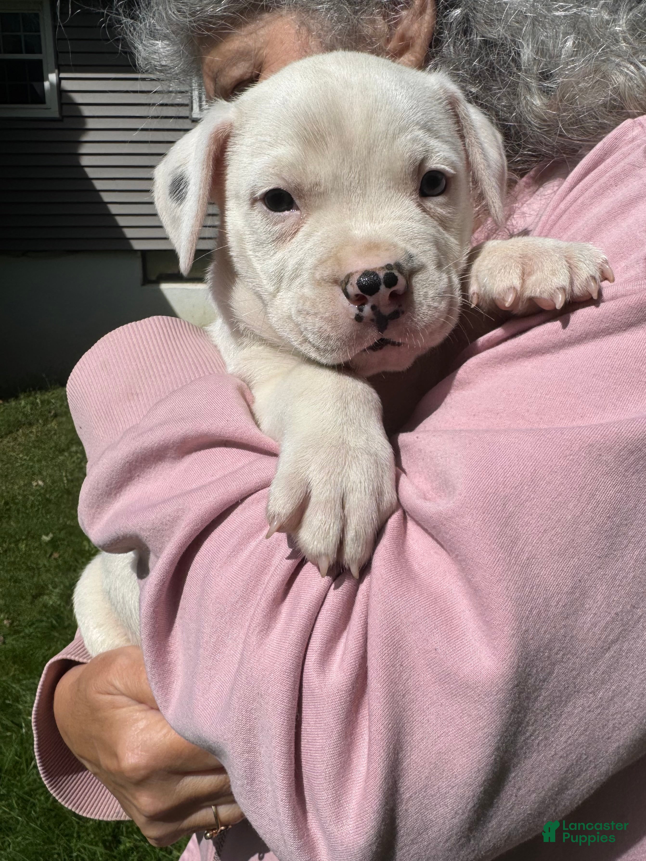Bulldog