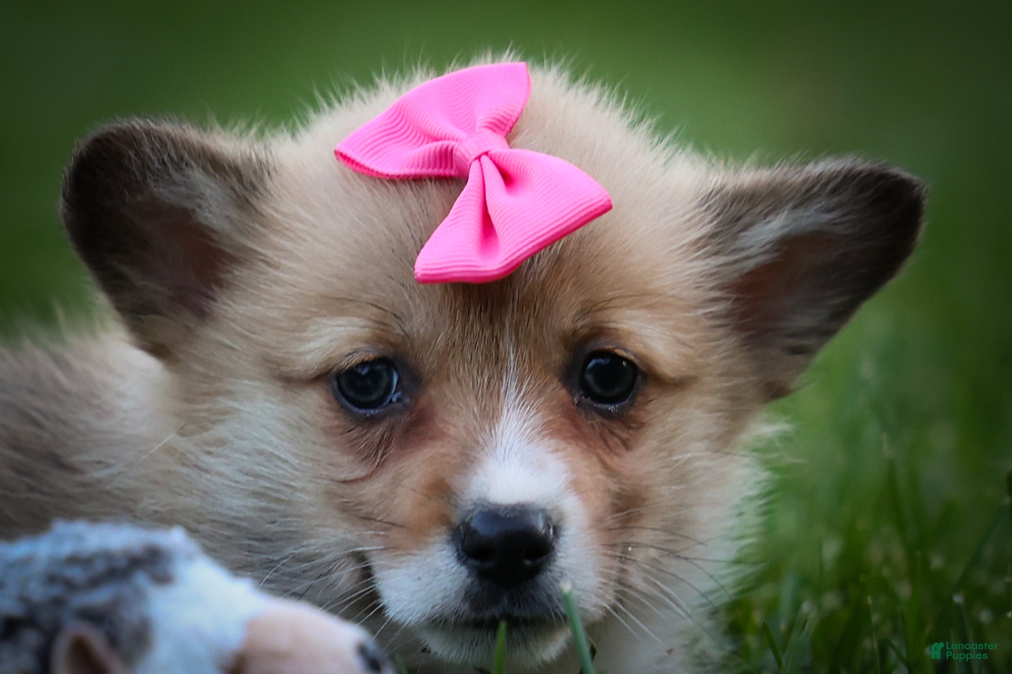 Welsh Corgi Pembroke dogs for sale: Shelby🎀 - Ad 2