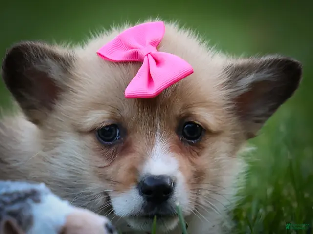 Welsh Corgi Pembroke dogs for sale: Shelby🎀 - Ad 2