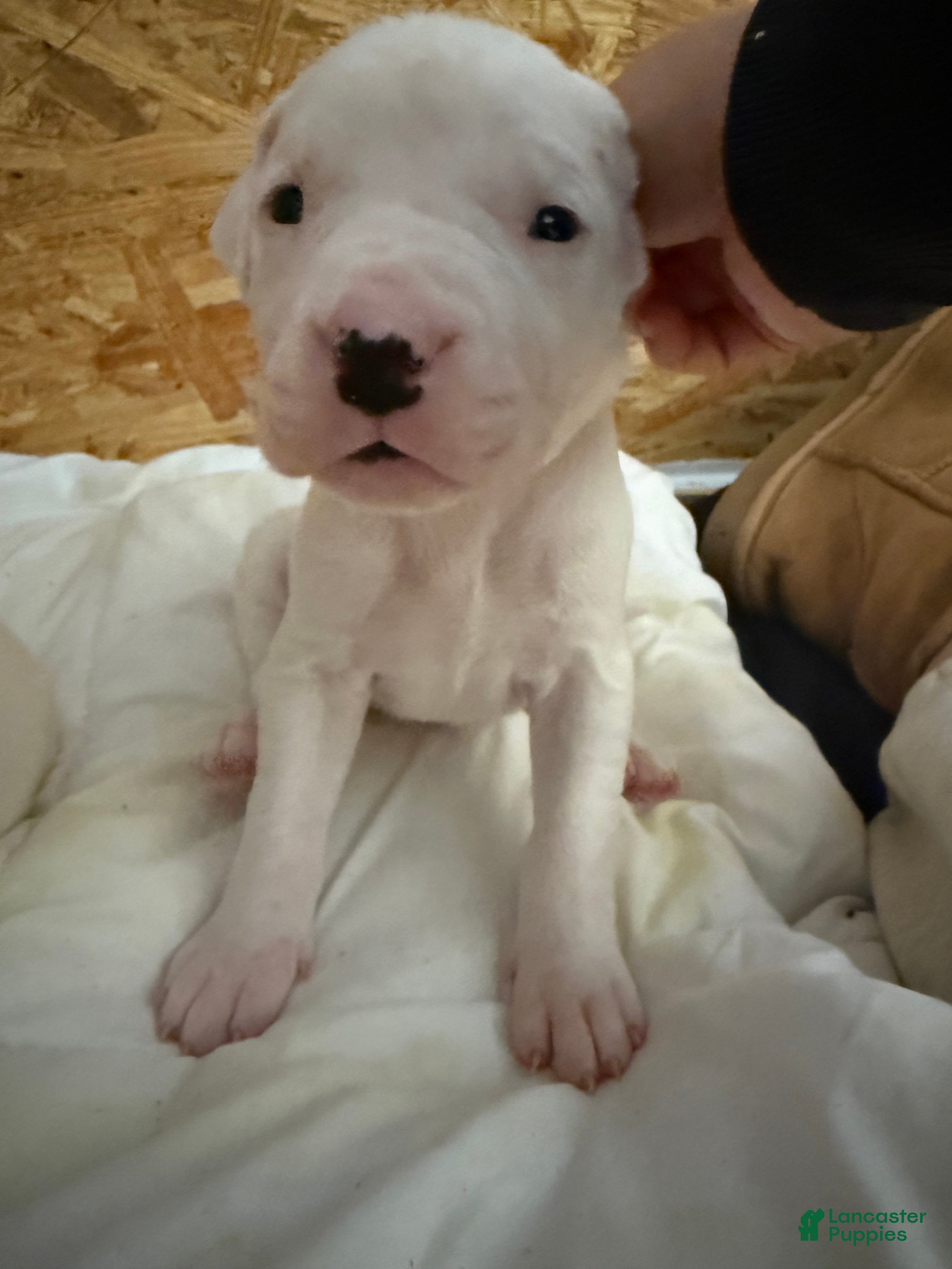 Dogo Argentino dogs Black collar female  - Ad 11