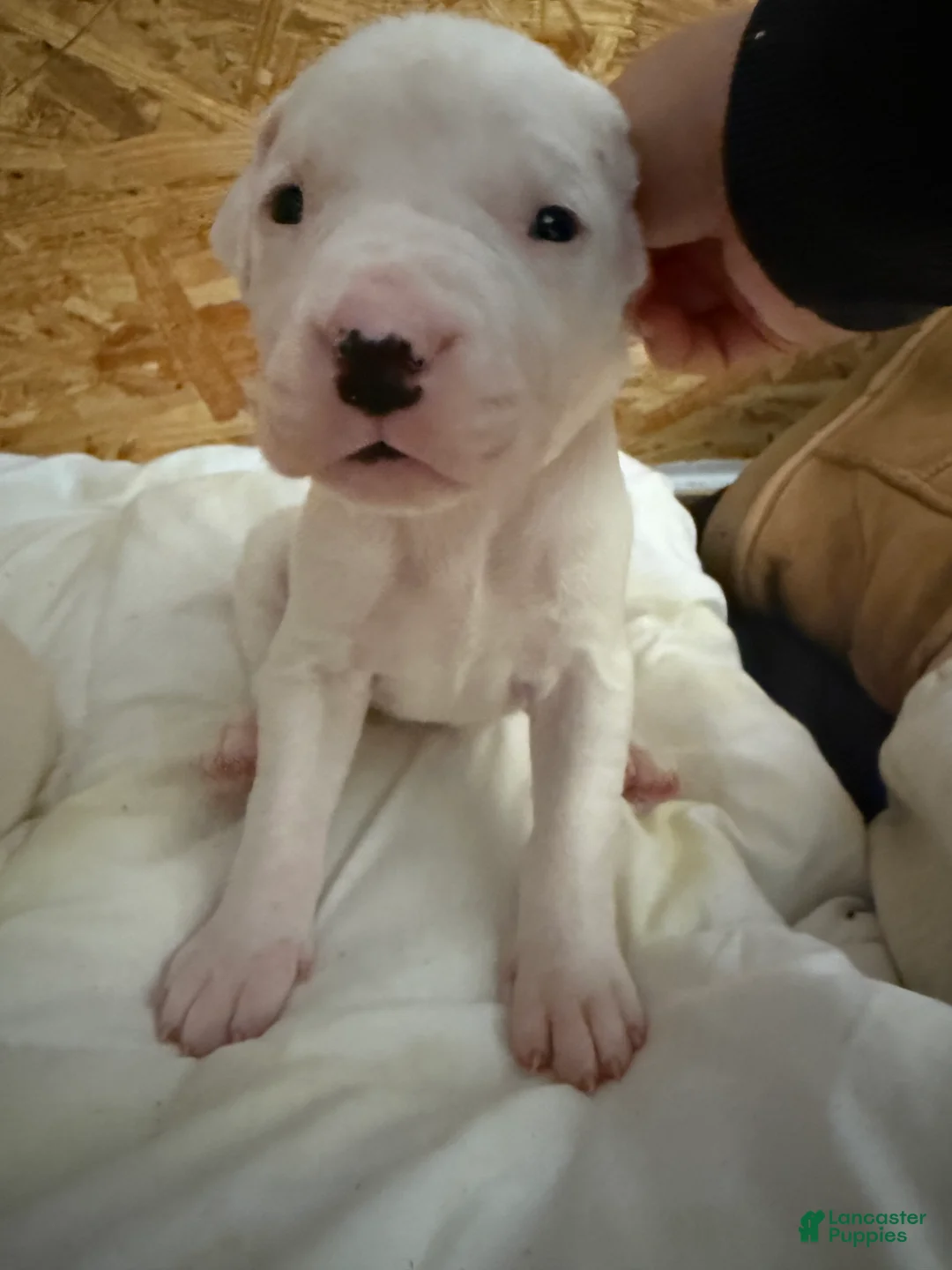 Dogo Argentino dogs for sale: Black collar female  - Ad 1