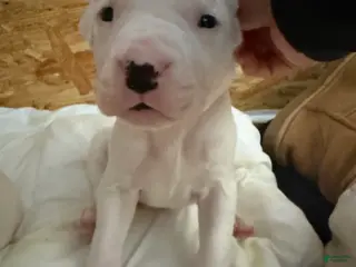 Dogo Argentino dogs Black collar female - Ad 11