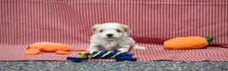 Maltipoo dogs for sale: Jack - Ad 10
