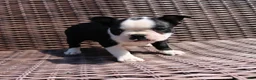 Boston Terrier dogs for sale: Carly - Ad 7