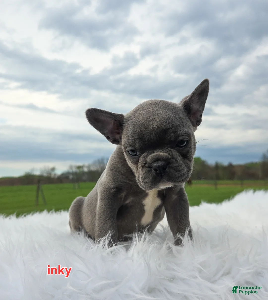 Frenchton dogs for sale: Inky - Ad 8
