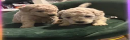 Goldendoodle dogs for sale: Goldendoodle 3 - Ad 4