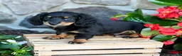 Miniature Dachshund dogs for sale: Larry - Ad 2