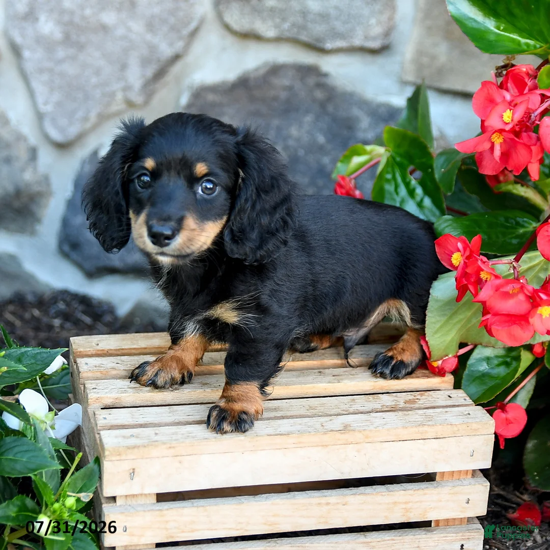 Miniature Dachshund dogs for sale: Larry - Ad 2