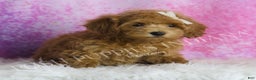 Maltipoo dogs for sale: Felicia - Ad 5