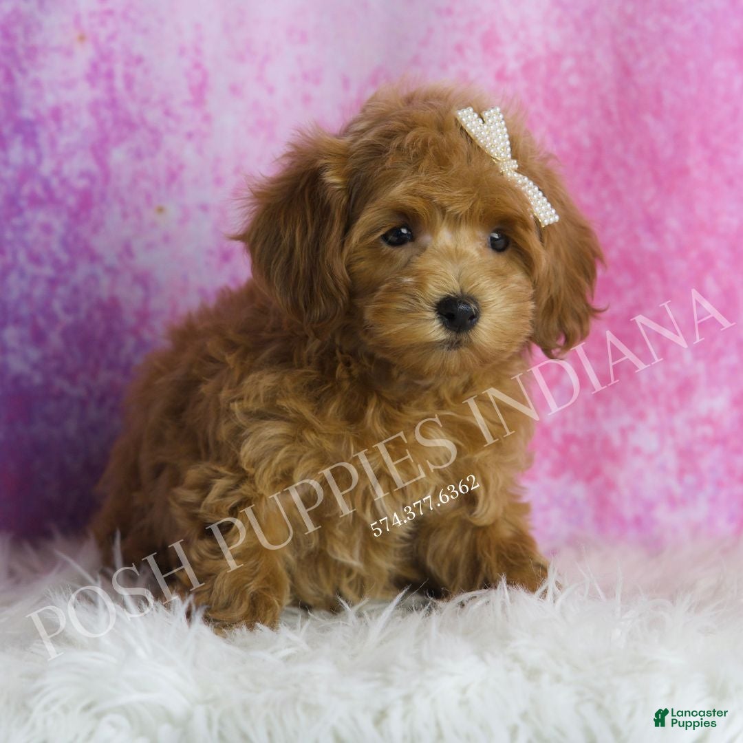 Maltipoo dogs for sale: Felicia - Ad 5