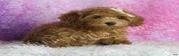 Maltipoo dogs for sale: Felicia - Ad 5