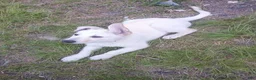 German Shepherd dogs for sale: Ghost - Ad 4
