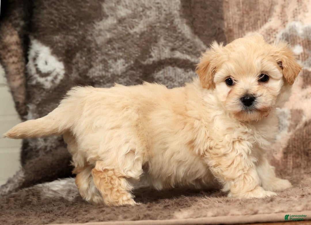 Maltipoo dogs for sale: Lexie - Ad 4