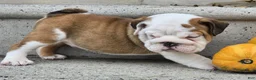 English Bulldog dogs for sale: Charlie - Ad 4