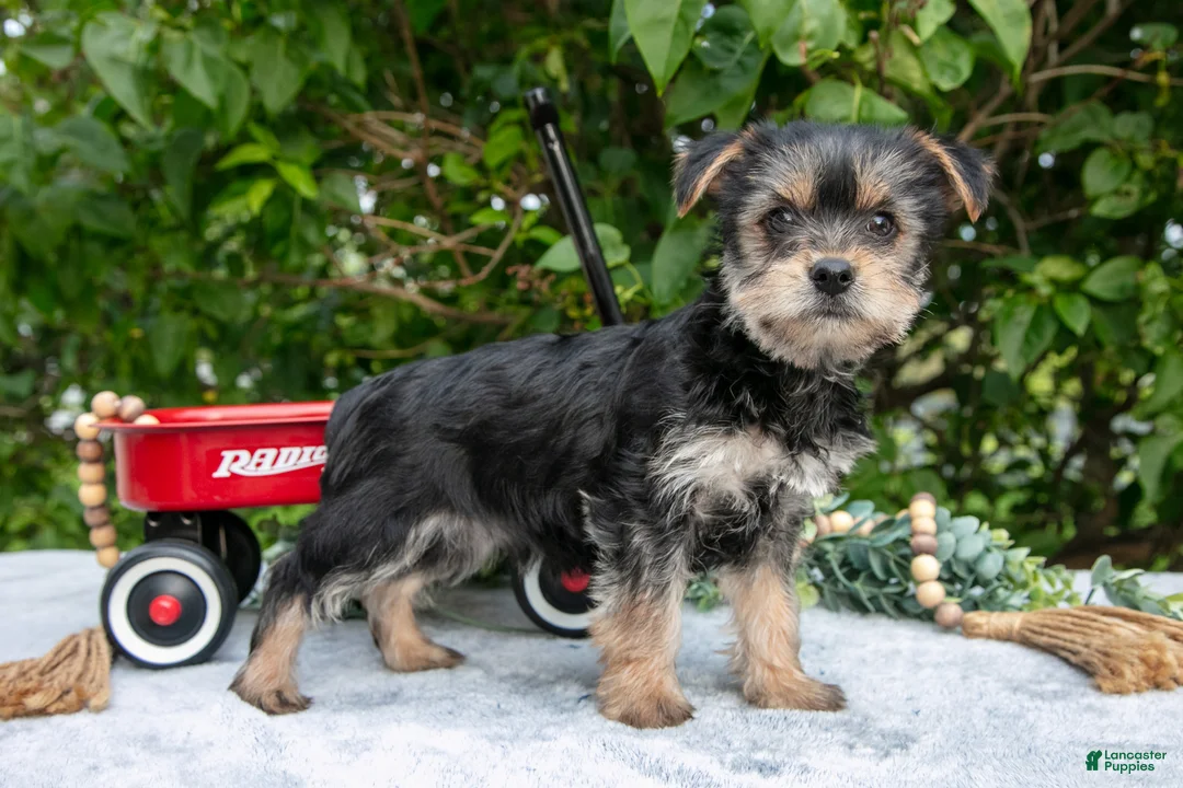 Yorkshire Terrier dogs for sale: Elvis - Ad 2