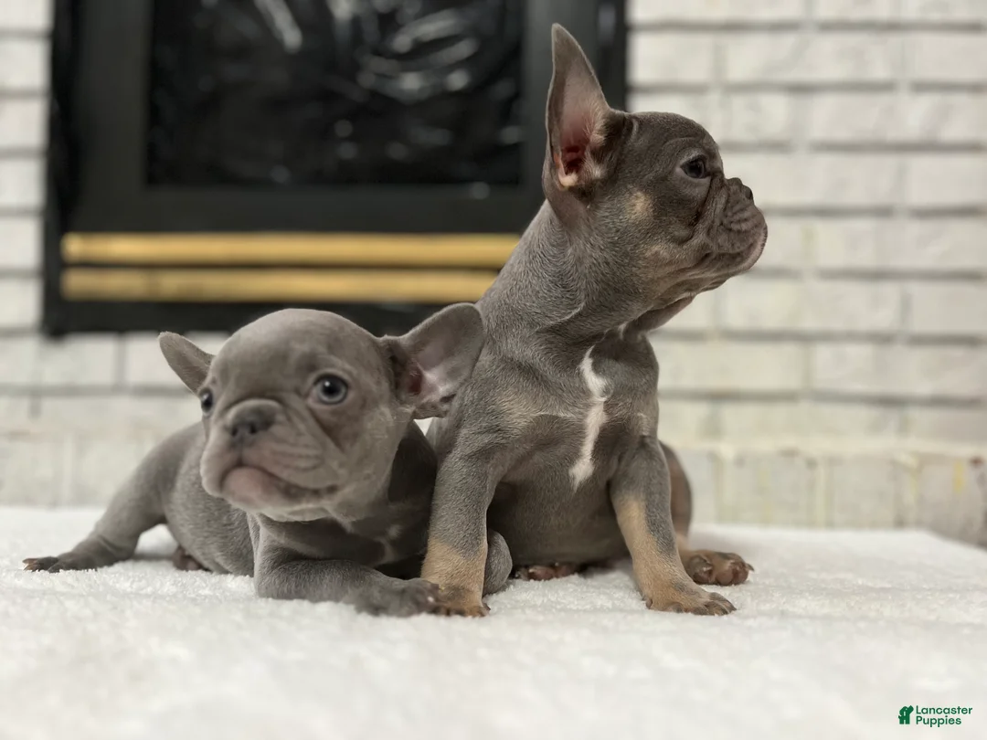 French Bulldog dogs for sale: Jethro - Ad 5