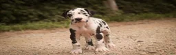 Great Dane dogs for sale: Bryce Great Dane  - Ad 8