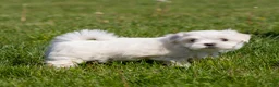 Maltese dogs for sale: Millie Maltese Puppy  - Ad 5