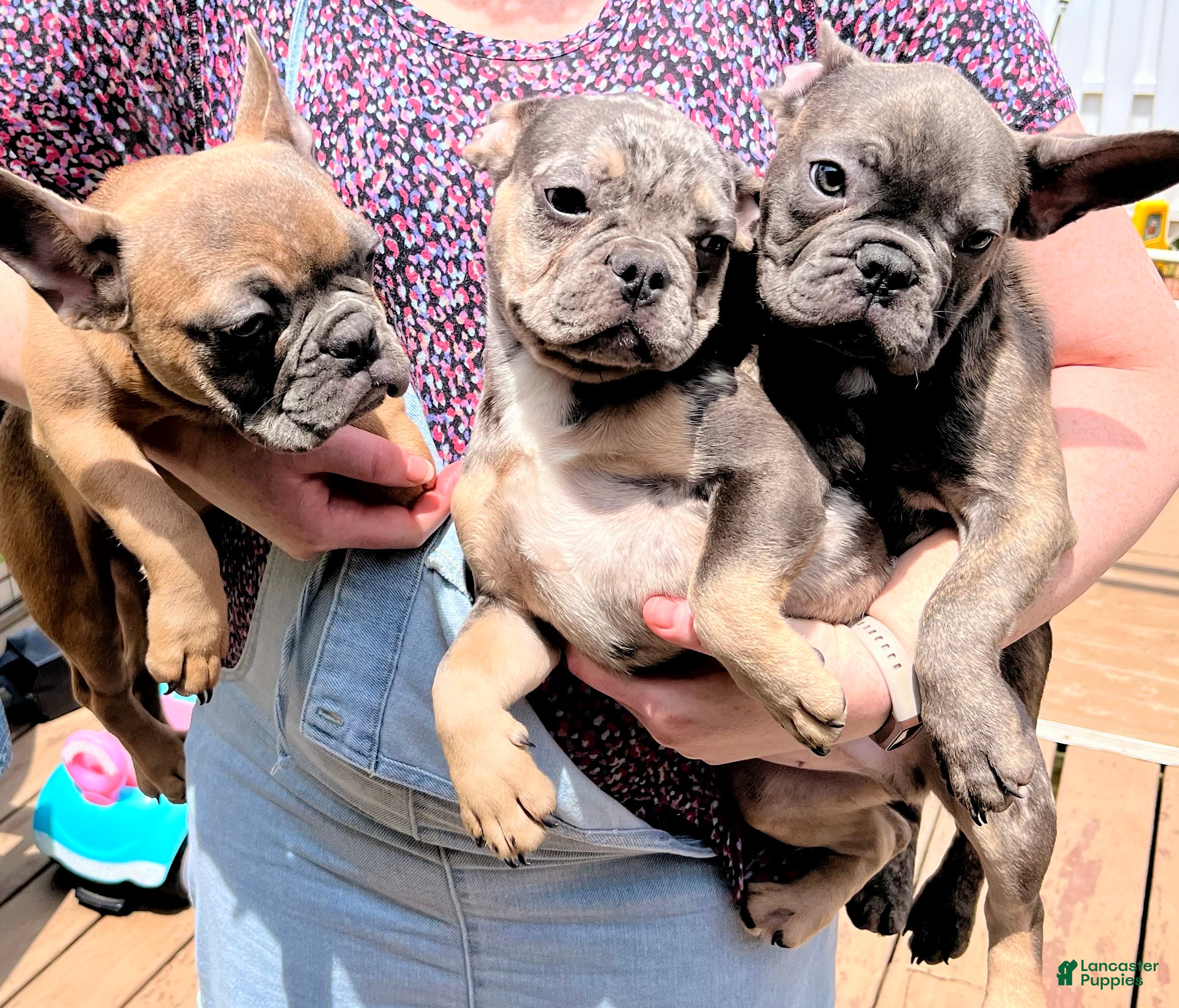 French Bulldog dogs French Bulldog Puppy 4 - Ad 1