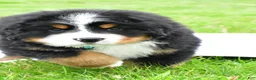 Bernese Mountain Dog dogs for sale: Ronnie - Ad 3