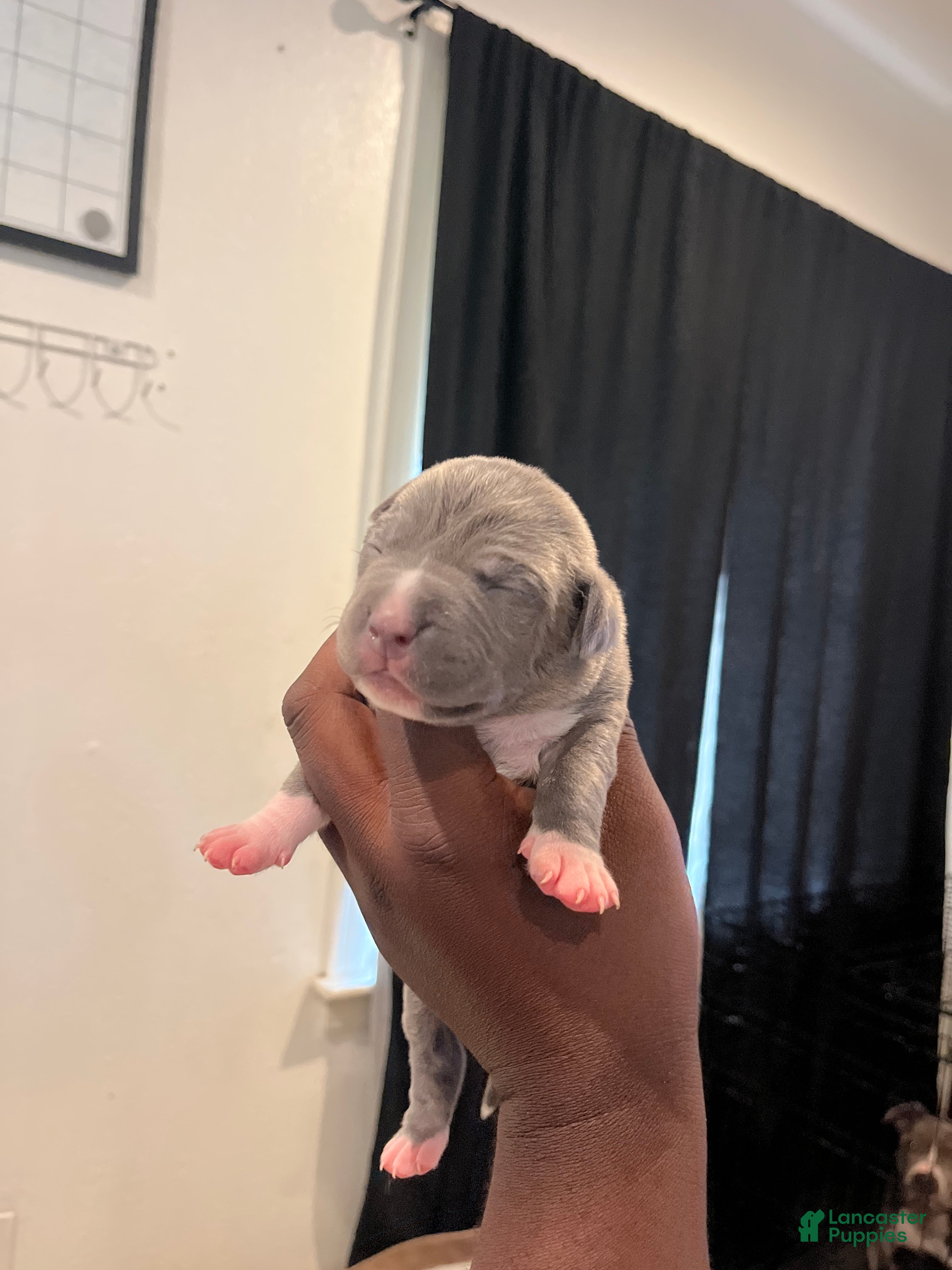 American Bully dogs Violet - Ad 20