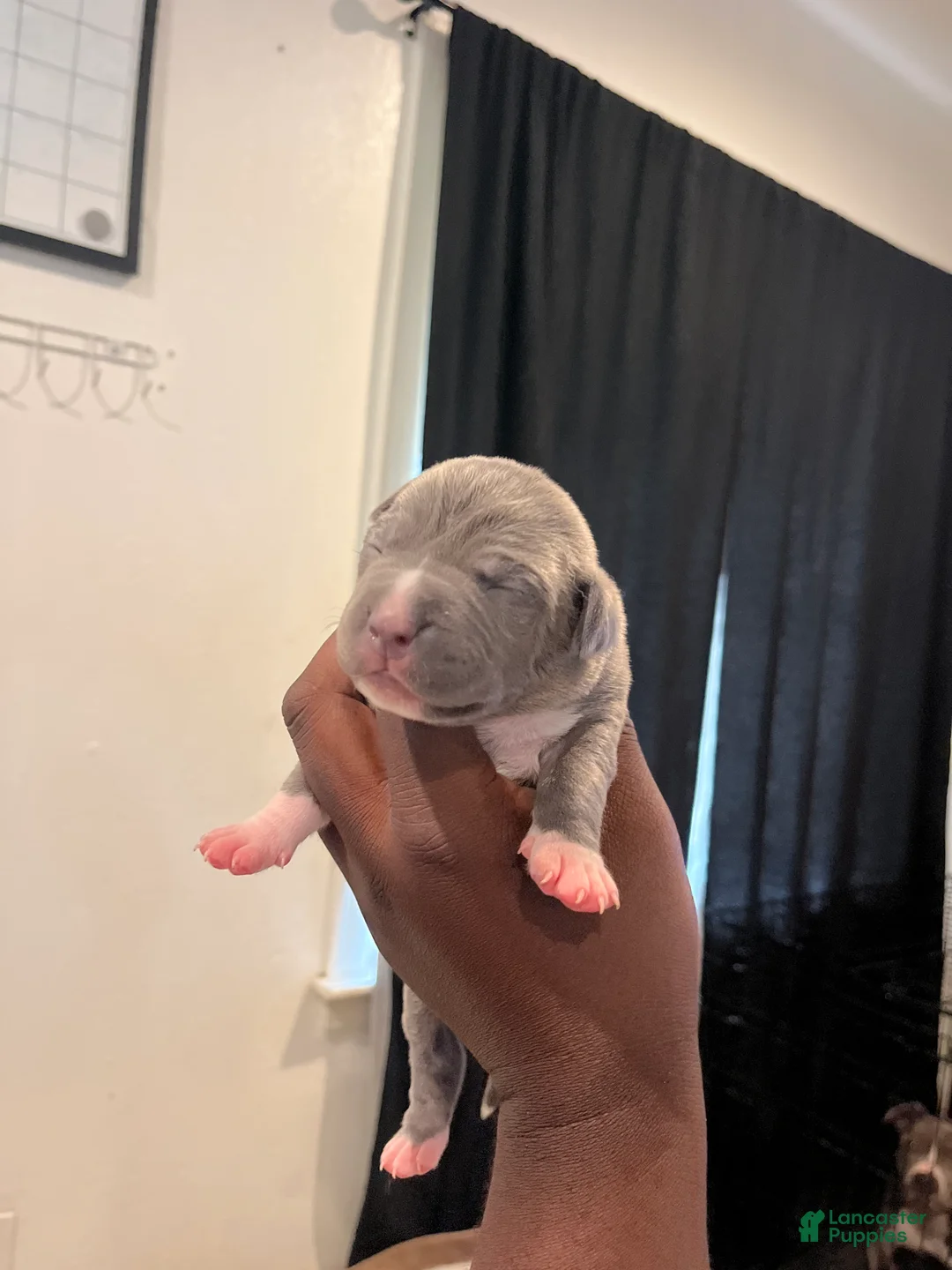 American Bully dogs for sale: Violet - Ad 1