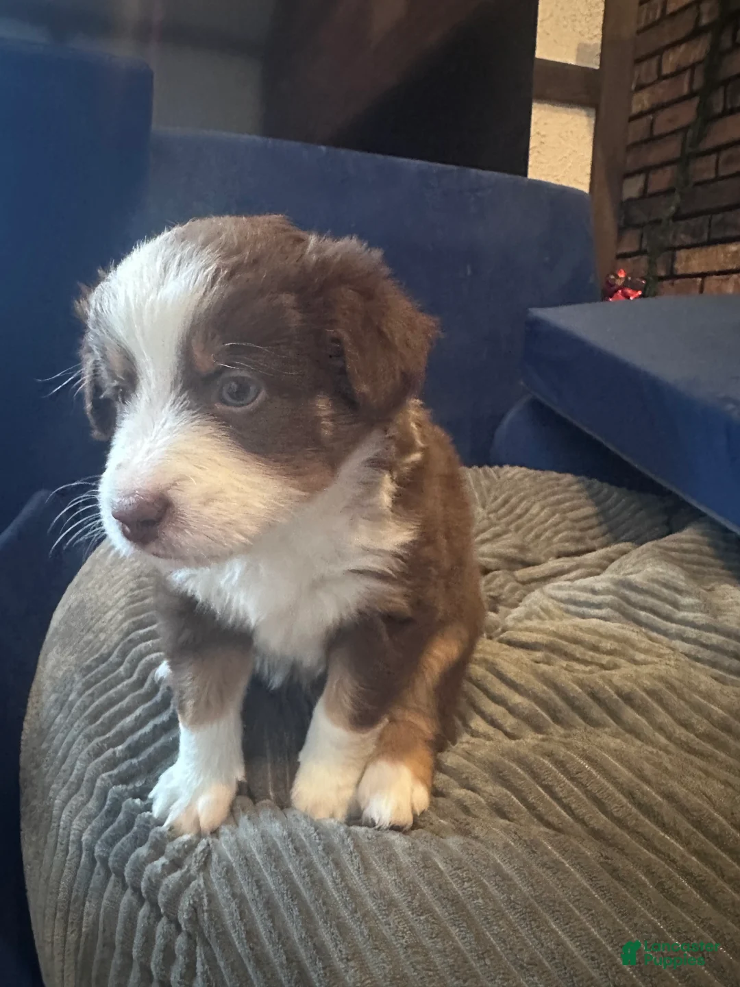 Australian Shepherd dogs for sale: Honey - Ad 2