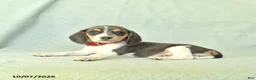 Beagle dogs for sale: Yamila - Ad 4