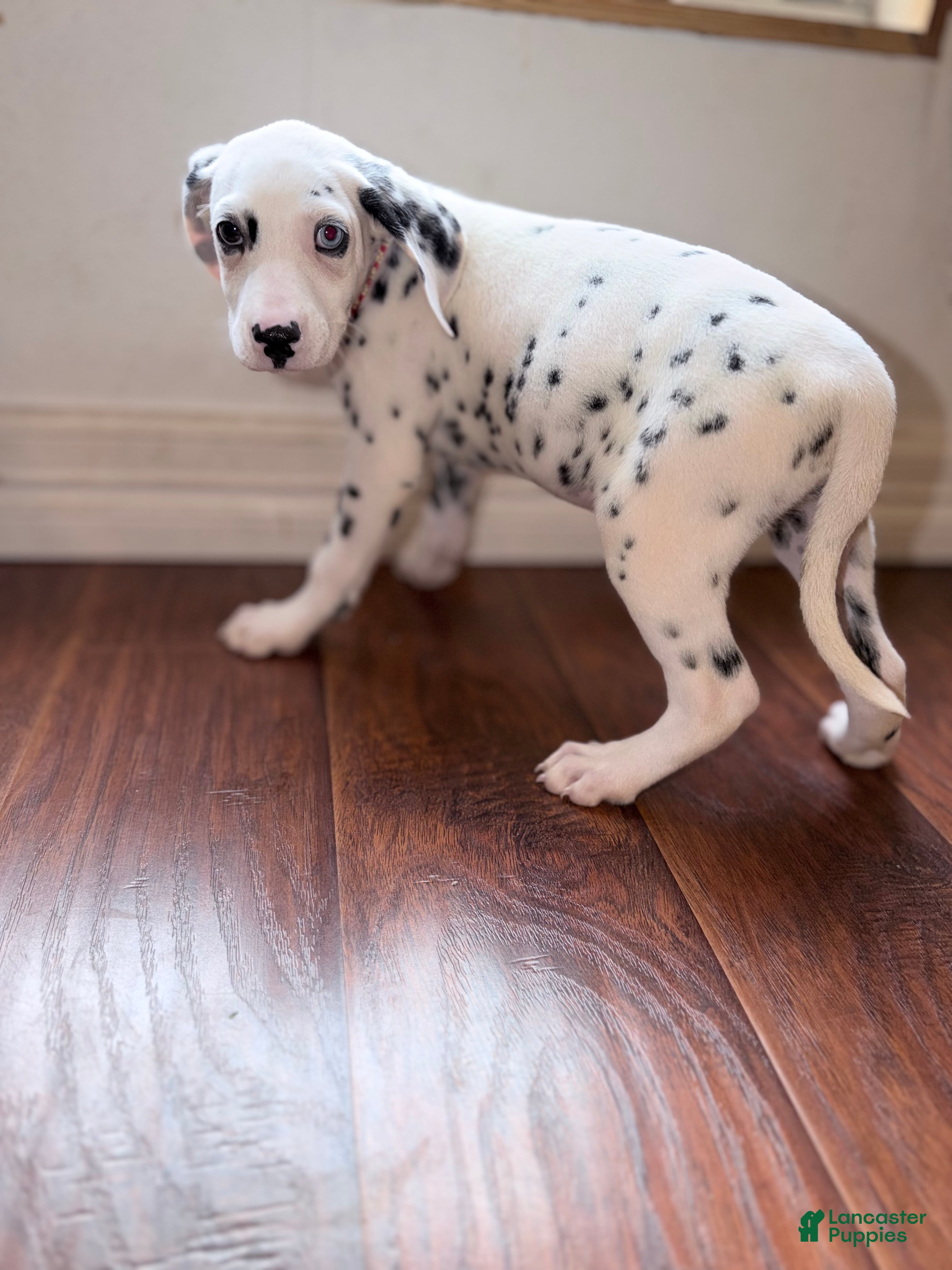Dalmatian dogs for sale: Arlo - Ad 4