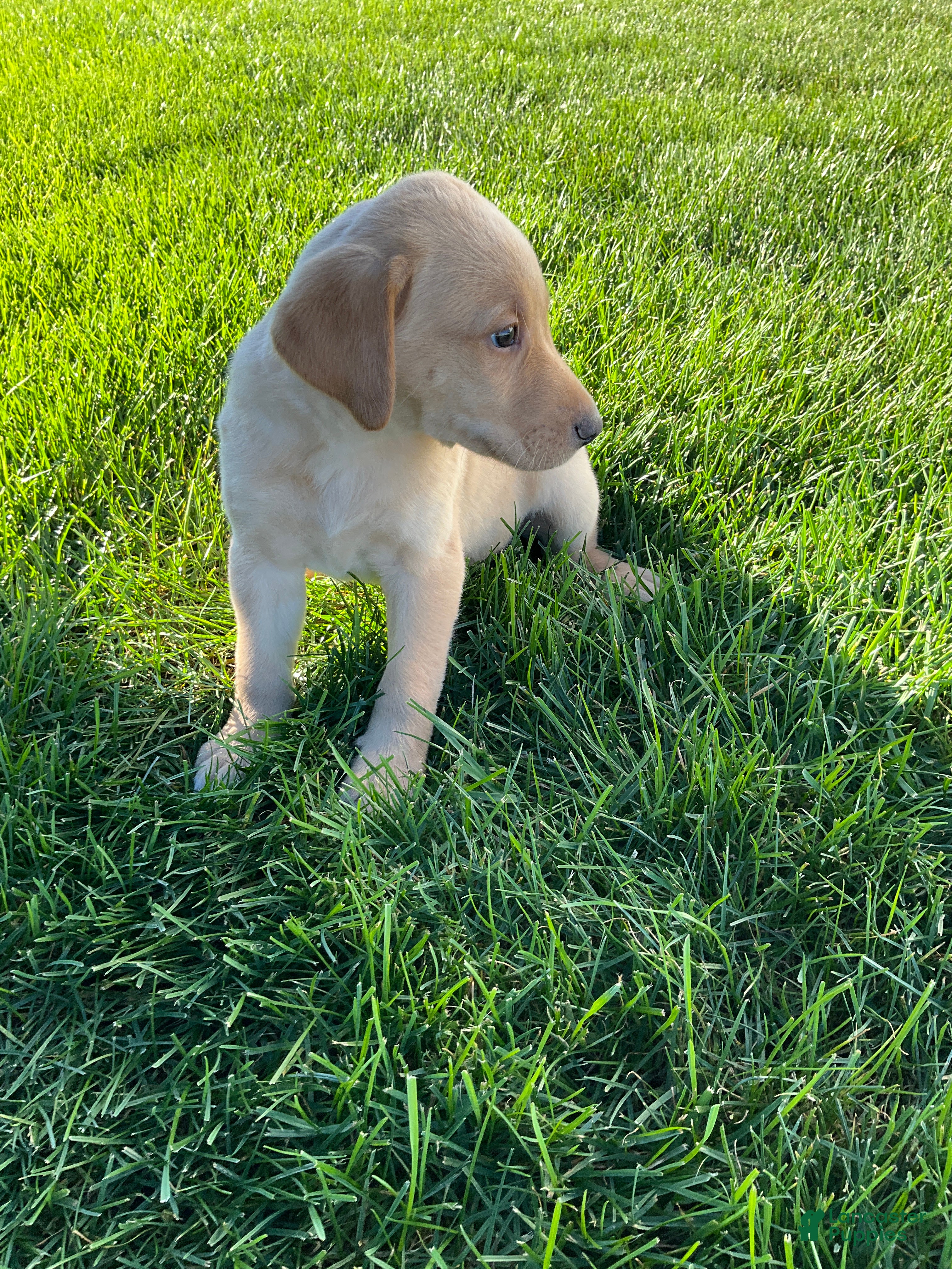 Labrador Retriever dogs Brody - Ad 2