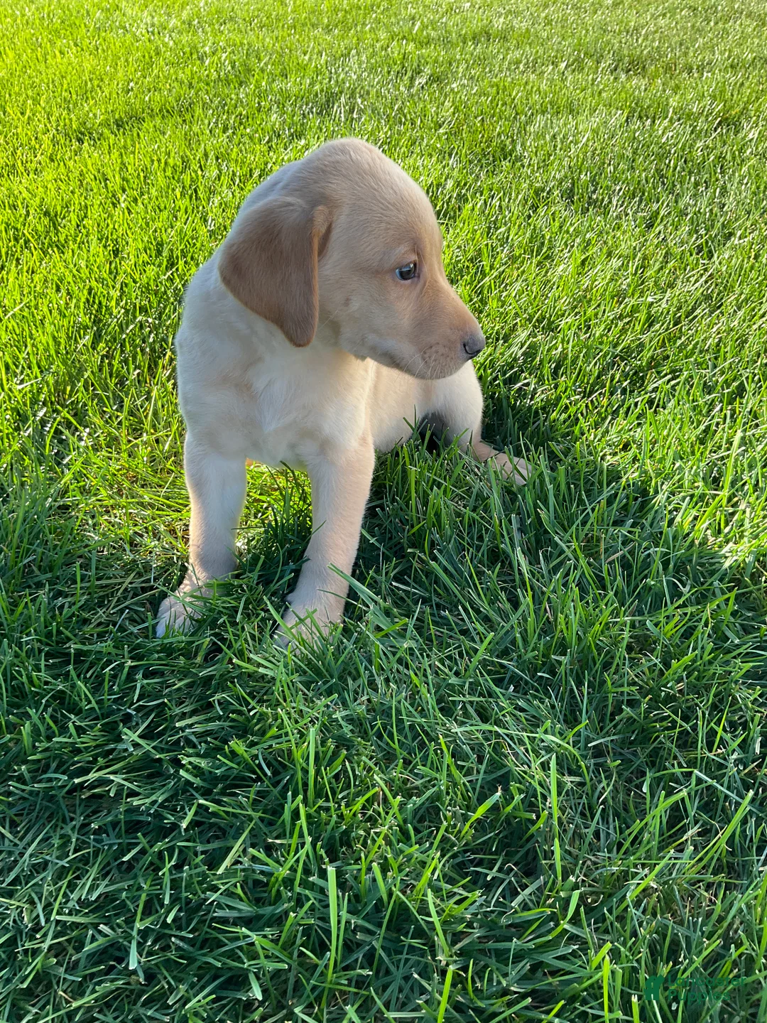 Labrador Retriever dogs for sale: Brody - Ad 2