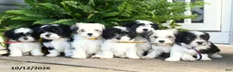 Mixed Breed dogs for sale: Milo - Ad 3