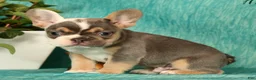 French Bulldog dogs for sale: Mojo - Ad 3