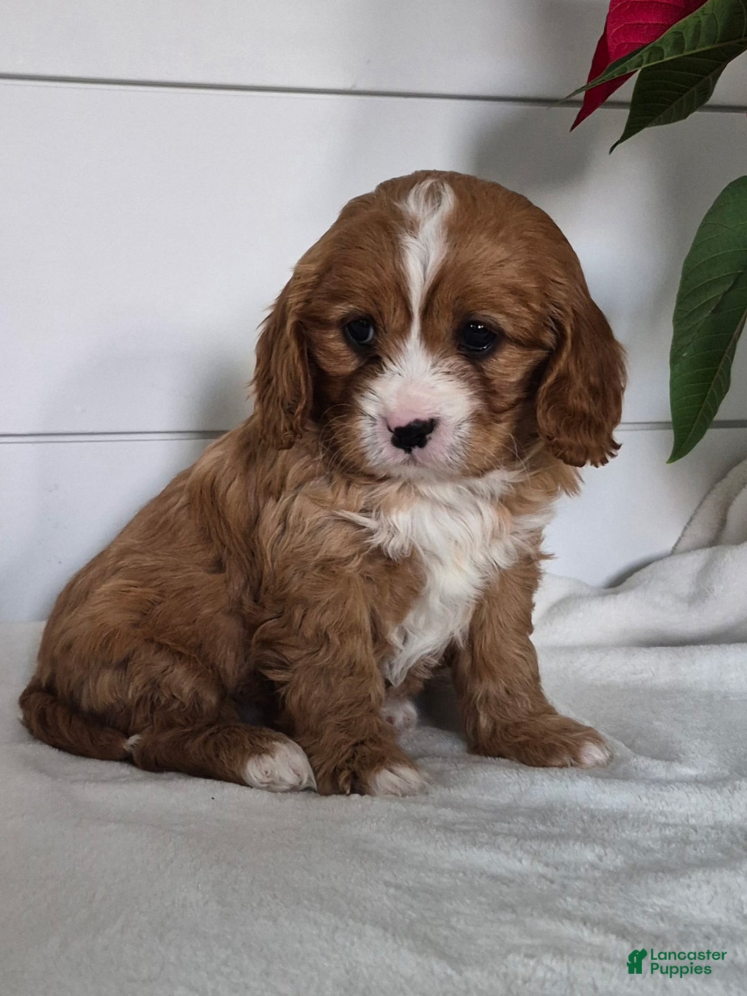 Cavapoo dogs for sale: Crystal  - Ad 1