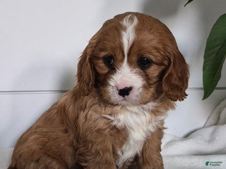 Cavapoo dogs Crystal - Ad 31