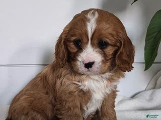 Cavapoo dogs Crystal - Ad 17