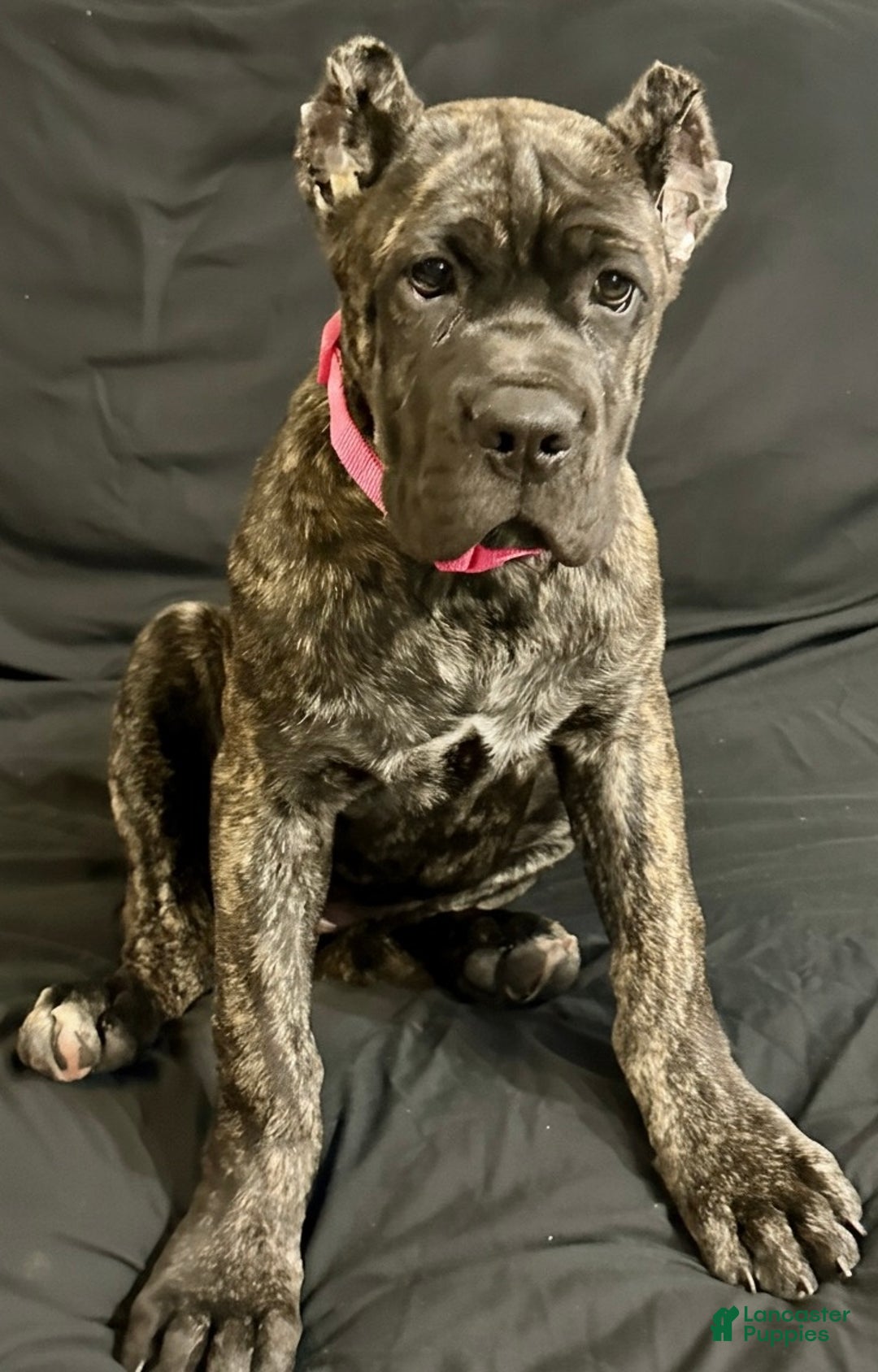 Cane Corso litter of puppies for sale in Petersburg Lancaster