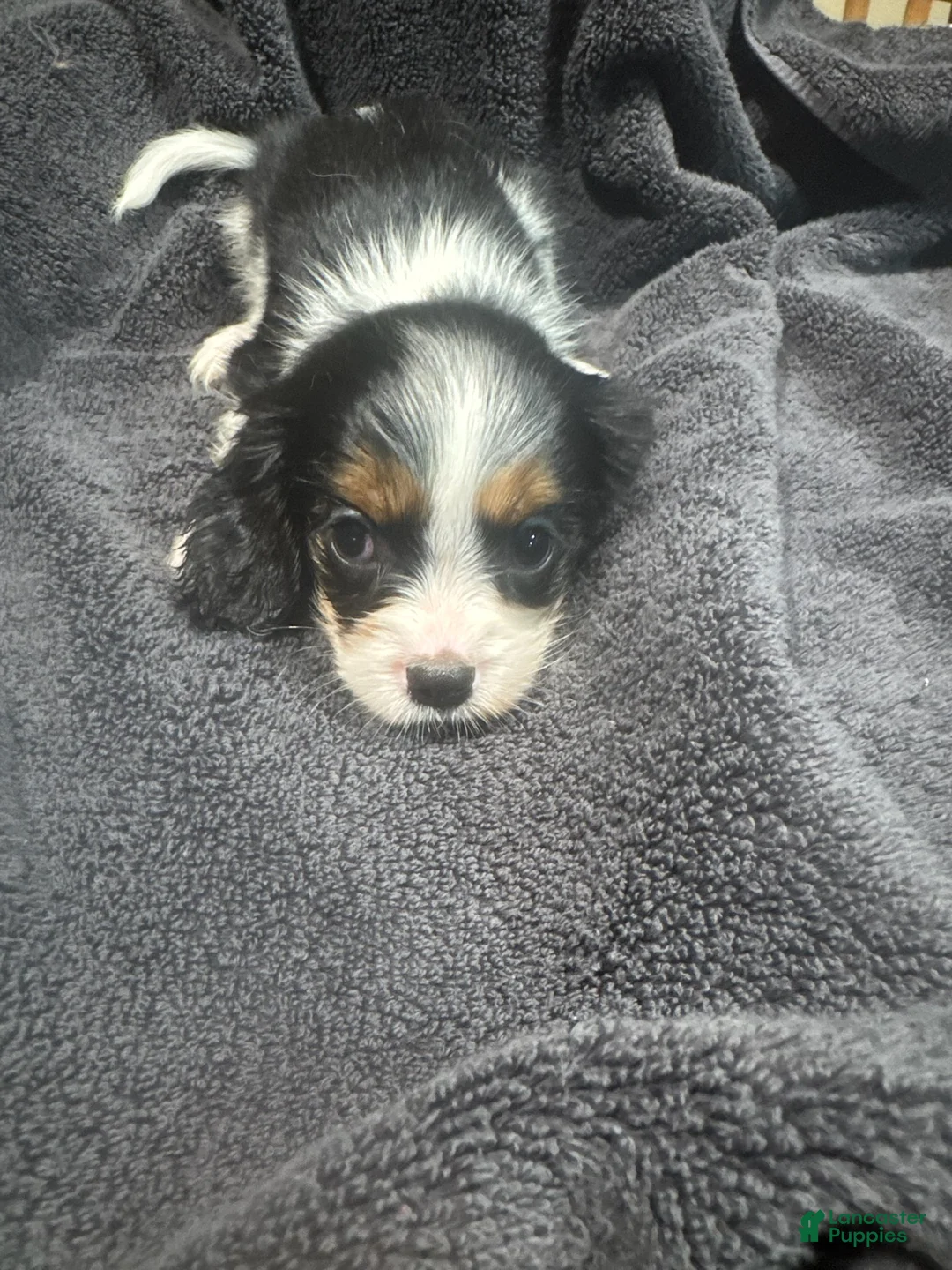 King Charles Spaniel dogs for sale: Girl 3 - Ad 2