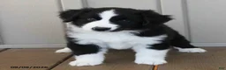 Australian Shepherd dogs for sale: Brayden - Ad 4