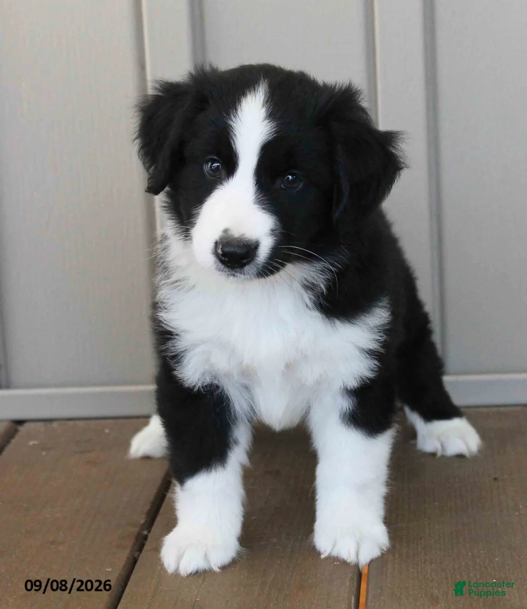 Australian Shepherd dogs for sale: Brayden - Ad 4