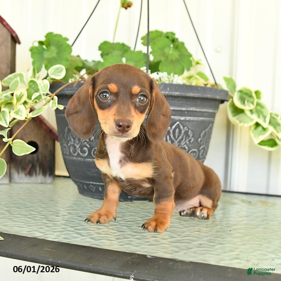 Dachshund dogs for sale: Leah - Ad 3