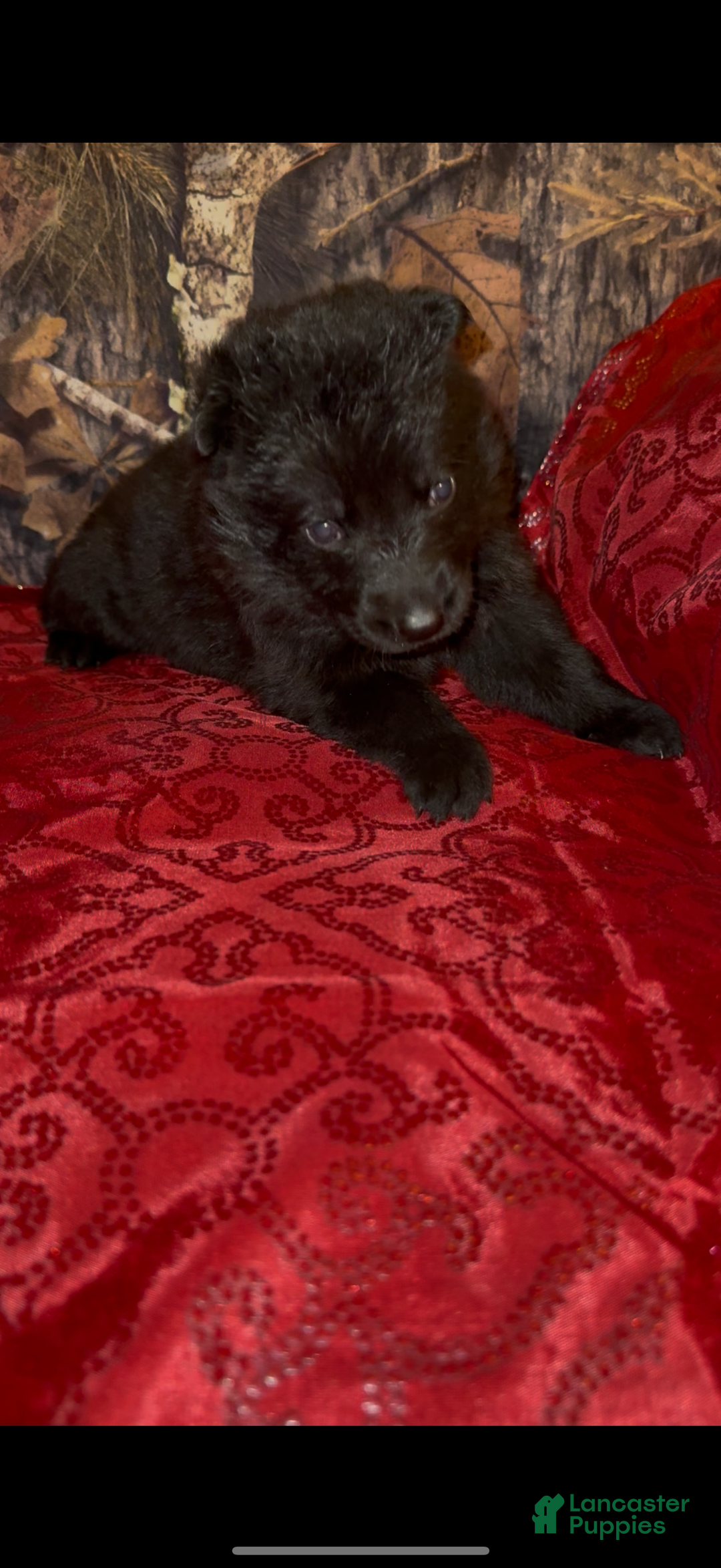 German Shepherd dogs for sale: Sussie B - Ad 8