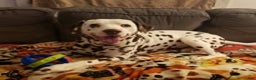 Dalmatian dogs for stud: AKC Registered Stud - Ad 2